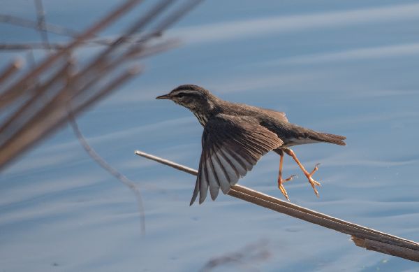 Parkesia noveboracensis image