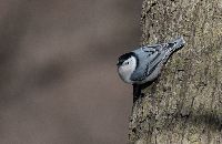 Image of Sitta carolinensis
