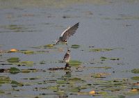 Chlidonias niger image