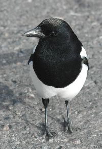 Pica hudsonia image