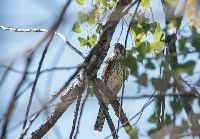 Accipiter cooperii image