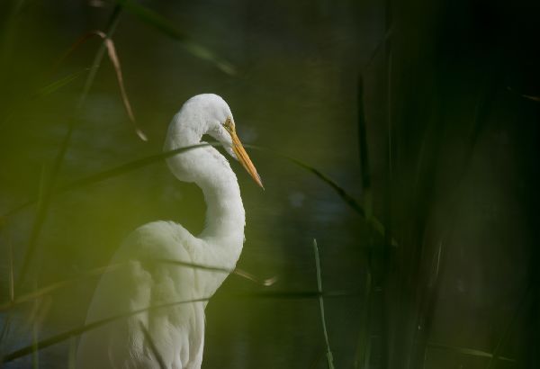 Ardea alba image