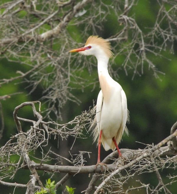 Bubulcus ibis image