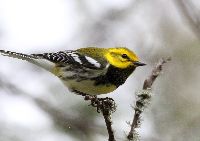 Dendroica virens image