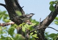 Dendroica striata image