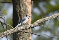 Cyanocitta cristata image