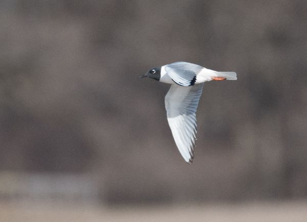 Larus philadelphia image