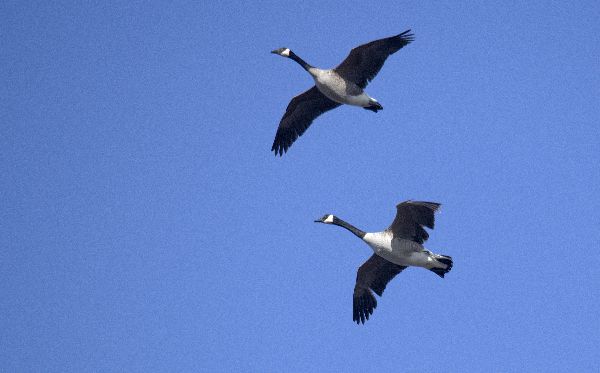Branta canadensis image