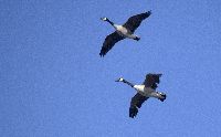 Image of Branta canadensis