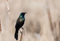 Quiscalus quiscula image