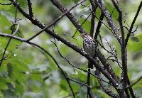 Seiurus aurocapillus image