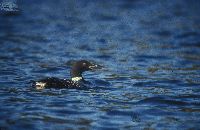 Image of Gavia immer