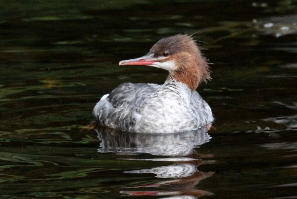 Mergus merganser image