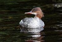 Image of Mergus merganser