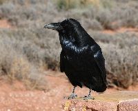 Corvus corax image