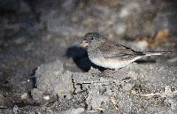 Image of Junco hyemalis