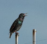 Image of Sturnus vulgaris
