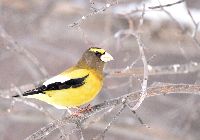 Coccothraustes vespertinus image