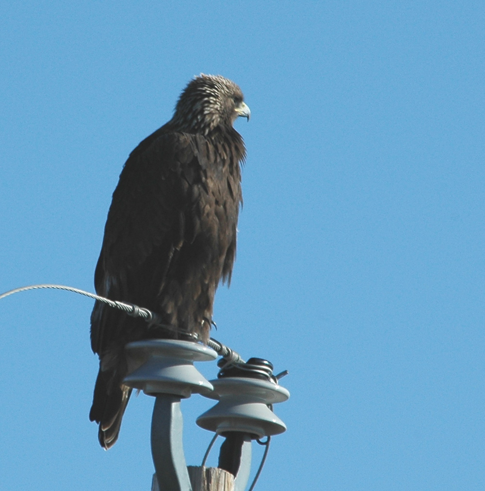 Aquila chrysaetos image