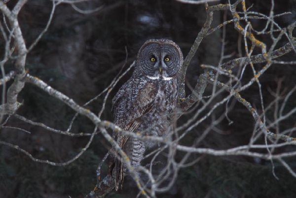 Strix nebulosa image