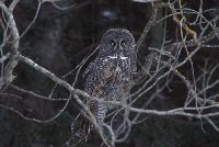 Image of Strix nebulosa