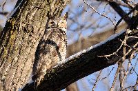 Bubo virginianus image