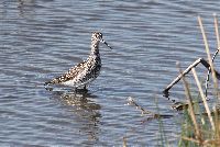 Tringa melanoleuca image
