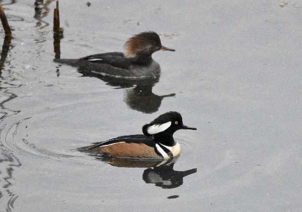 Lophodytes cucullatus image