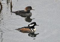 Image of Lophodytes cucullatus