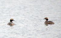 Image of Podiceps auritus