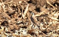 Eremophila alpestris image