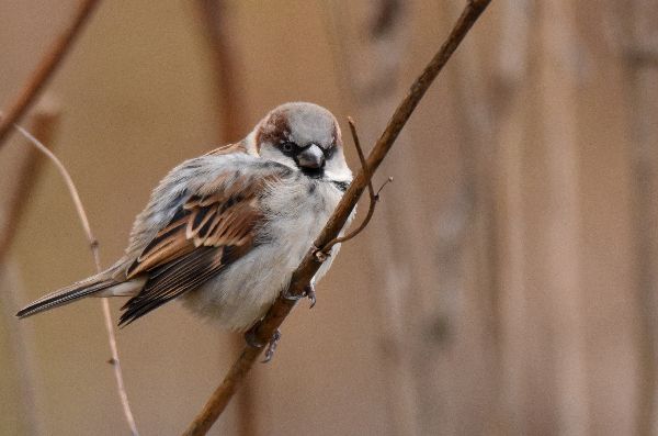 Passer domesticus image