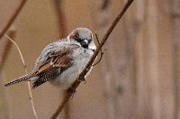 Media resource of Passer domesticus