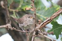 Troglodytes aedon image