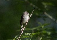 Empidonax minimus image