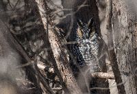 Media resource of Asio otus