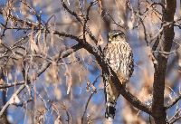 Falco columbarius image