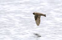 Stelgidopteryx serripennis image