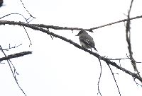 Contopus borealis image