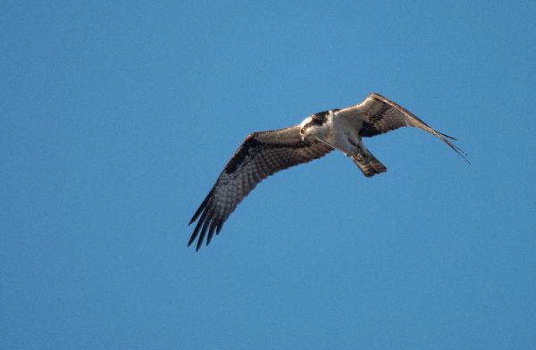 Pandionidae image