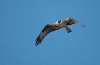 Image of Pandion haliaetus