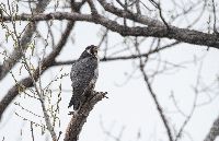 Media resource of Falco peregrinus