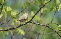 Vireo philadelphicus image