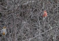 Pinicola enucleator image