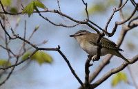Vireo olivaceus image