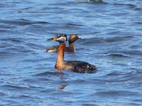 Image of Podiceps grisegena