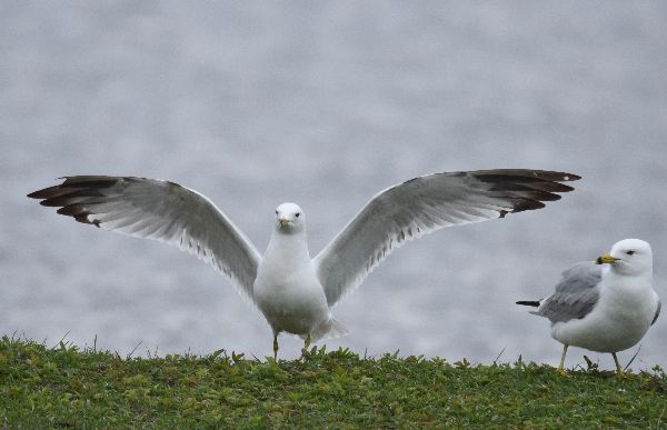 Larus delawarensis image