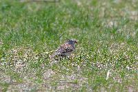 Spizella pusilla image