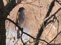Accipiter striatus image