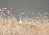 Image of Anser caerulescens